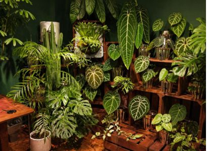 Plants that easy look after