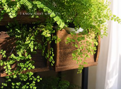 STYLISH INDOOR PLANTS