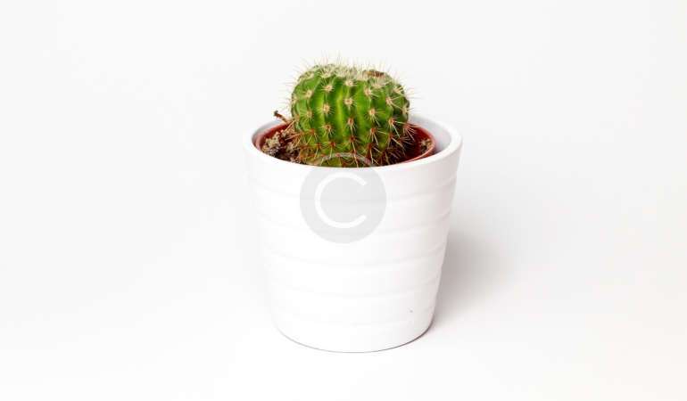 Fresh Plants Weekly