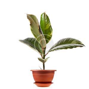 Croton