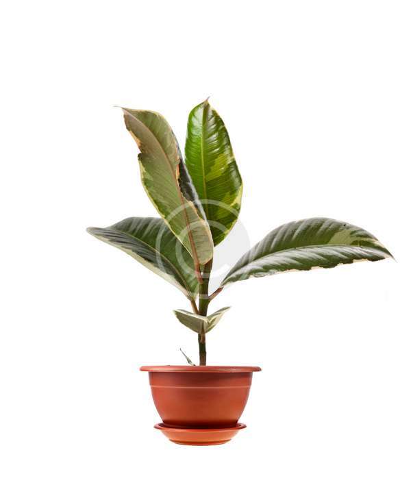 Croton