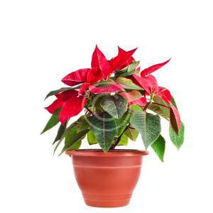 Aglaonema