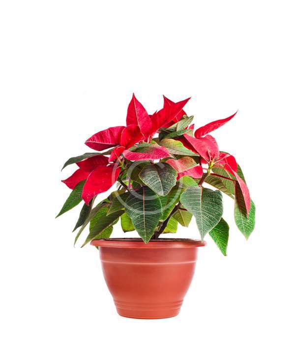 Aglaonema