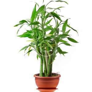 Reed palm