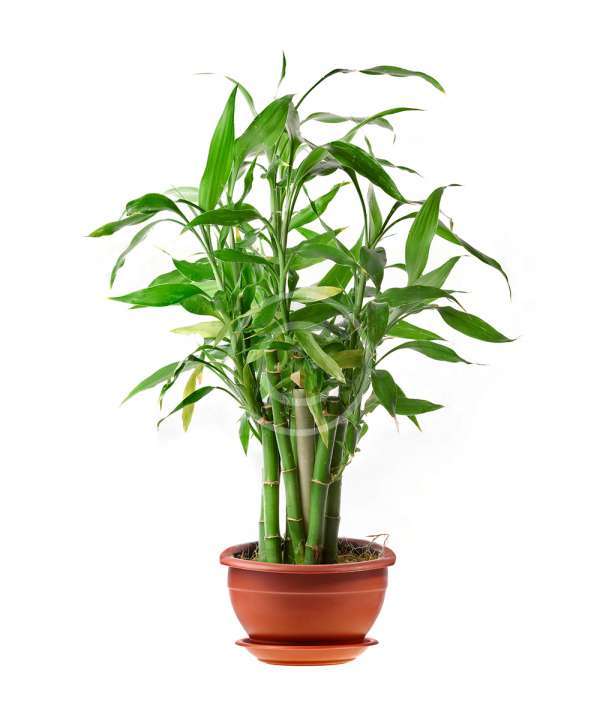 Reed palm