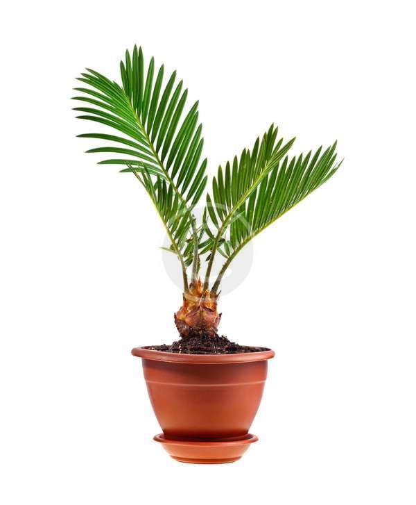 Kentia palm
