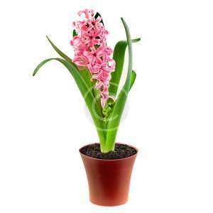 Vriesea