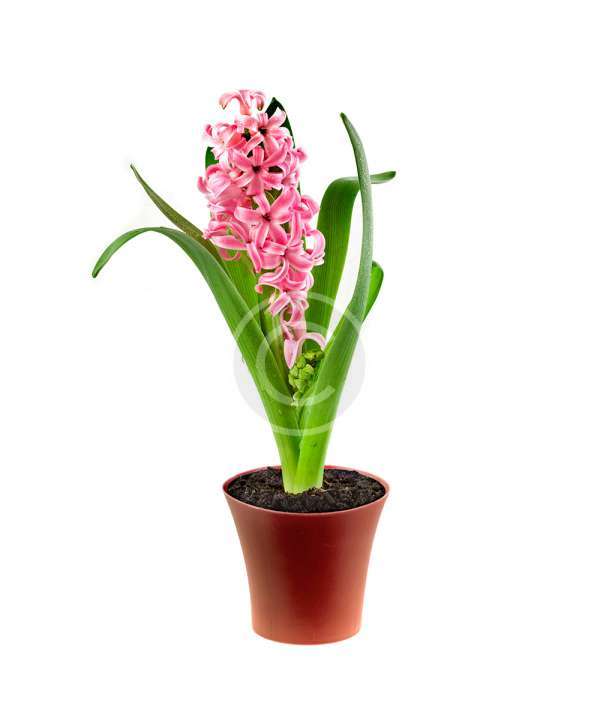 Vriesea