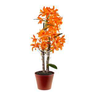 Hyacinthus
