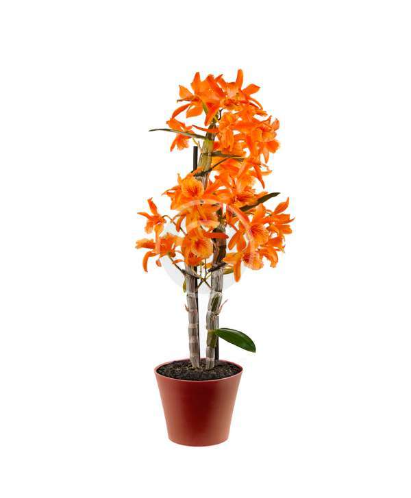 Hyacinthus
