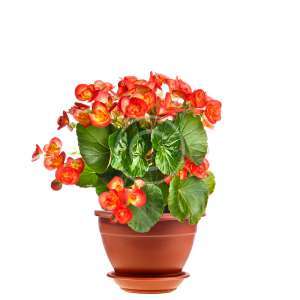 Ficus benjamina