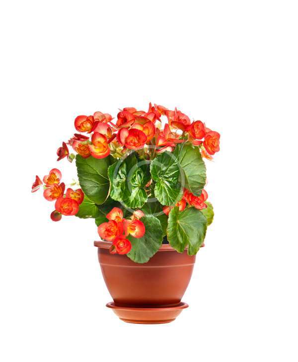 Ficus benjamina
