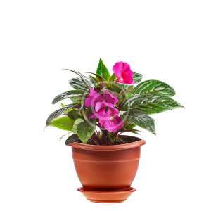 Cyclamen
