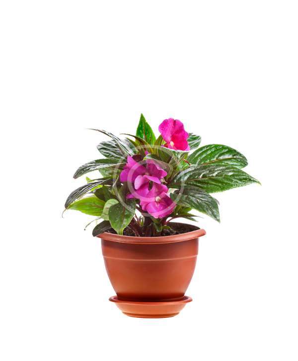 Cyclamen